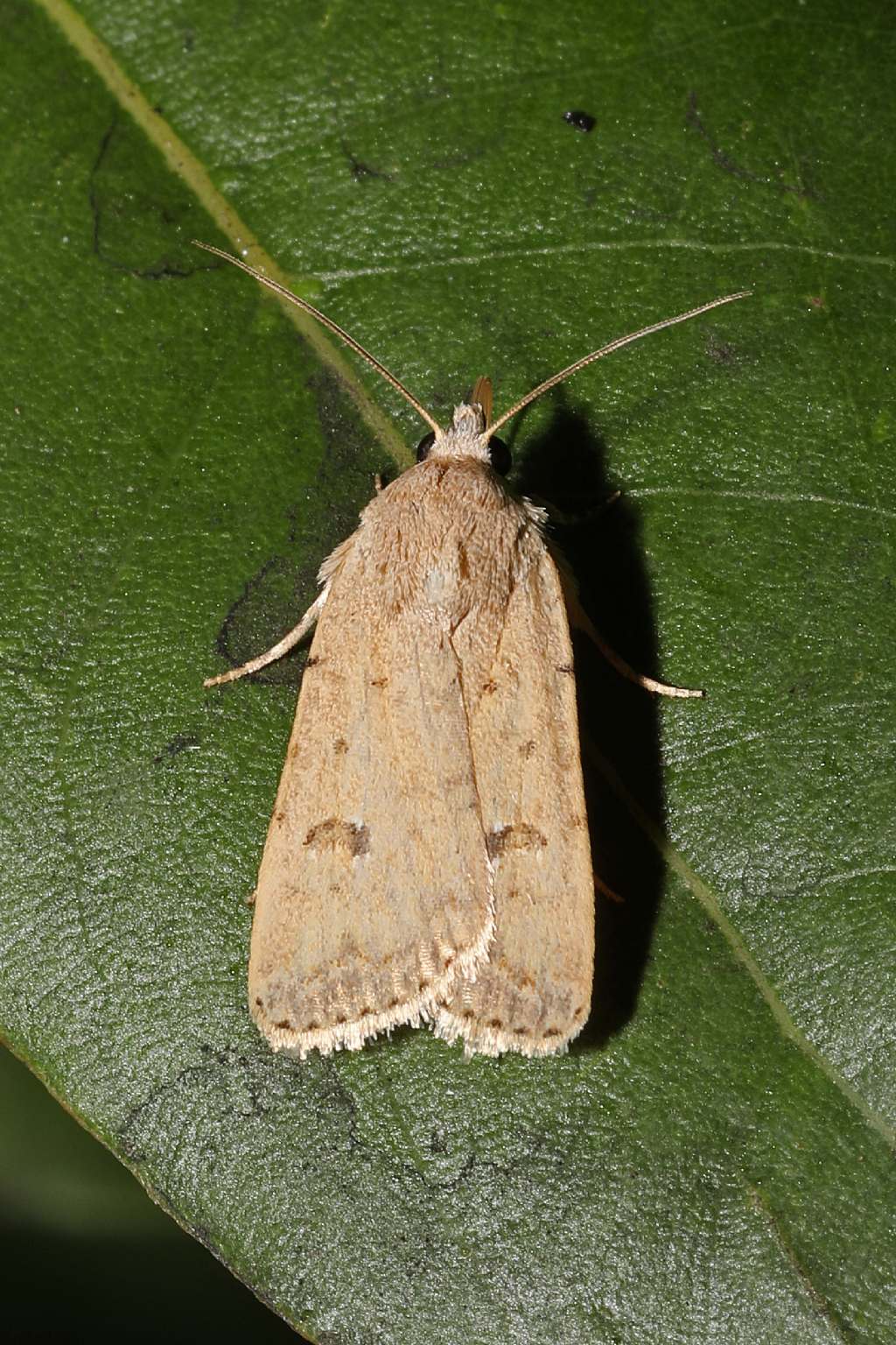 Noctuidae Sicilia: Caradrina sp.